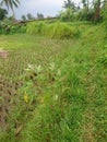 Abandoned rice fields have not been touched by farmers