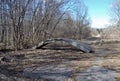 The abandoned road through the wood to the disbanded military unit. Russia Royalty Free Stock Photo