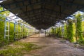 Abandoned and ruined assembly hall with creepers