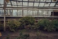 Abandoned ruined greenhouse, decadance, forgotten place Royalty Free Stock Photo