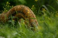 Abandoned Rusty Equipment Overgrown with Vegetation Royalty Free Stock Photo