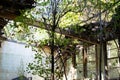 Abandoned school site overgrown with trees and vegetation