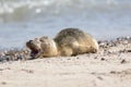 Abandoned seal pup calling for mum. Sad cute baby animal