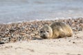 Abandoned seal pup. Sad baby animal alone on beach