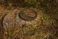 An abandoned sewer well with a cover in the forest with needles