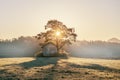Abandoned shack, barn in the field at sunrise with tree next to it Royalty Free Stock Photo