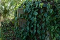 Abandoned shed overgrown with large leafy vines in florida