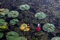 Abandoned shoe floating with lilly pads in the water