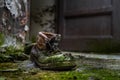 Abandoned shoe with moss