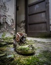 Abandoned shoe with moss