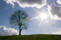 Abandoned single tree on meadow during sunny day.