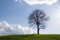 Abandoned single tree on meadow during sunny day.