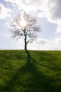 Abandoned single tree on meadow during sunny day.