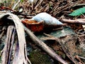 abandoned snail house framework