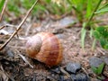 Abandoned snail shell