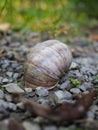 Abandoned snail shell lies on the side of the road