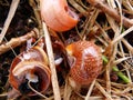 Abandoned snail shells