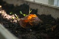 abandoned snail shells on the ground