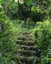 Abandoned Stairs in the forest