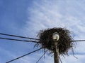 Abandoned storks nest on a wooden light pole