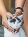 An abandoned stray black and white cat embraced and massaged by the girl's hands with love and compassion. Royalty Free Stock Photo