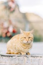 A beautiful red-haired street cat with bright orange eyes. An abandoned stray cat, a pet problem.