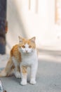 A beautiful red-haired street cat with bright orange eyes. An abandoned stray cat, a pet problem.