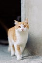 A beautiful red-haired street cat with bright orange eyes. An abandoned stray cat, a pet problem.