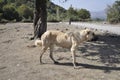 Abandoned stray dog on the road in the mountain Royalty Free Stock Photo