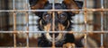 Abandoned stray dog in shelter cage homeless pet hungry and sad behind rusty bars