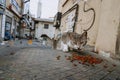 Abandoned street cat eating cat food. detail of abandoned animal feeding Royalty Free Stock Photo