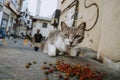 Abandoned street cat eating cat food. detail of abandoned animal feeding Royalty Free Stock Photo