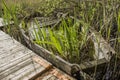 Abandoned sunken overgrown rowboat Royalty Free Stock Photo