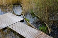 Abandoned sunken overgrown rowboats Royalty Free Stock Photo