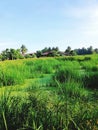 Abandoned swamp near paddy field