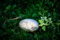 Abandoned swan egg in the grass Royalty Free Stock Photo