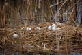 in an abandoned swan nest lie many eggs Royalty Free Stock Photo