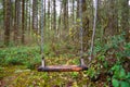 Abandoned Swings Royalty Free Stock Photo