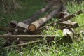 Abandoned T-shape transmission tower for overhead power line. dismantled, disassembled and broken primitive wood pole, crossbars