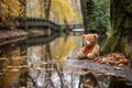 abandoned teddy bear near a tranquil pond in park Royalty Free Stock Photo