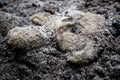 Abandoned teddy bear toy buried in the dirt