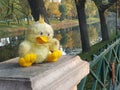 abandoned toy duck. Royalty Free Stock Photo