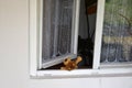 Abandoned toy, open window. Royalty Free Stock Photo