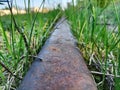 abandoned tracks resting among the spring grass Royalty Free Stock Photo