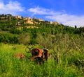 Abandoned Tractor Near Montepulciano