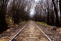 Abandoned train tracks leading into a burnt out forest Royalty Free Stock Photo