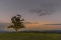 Abandoned tree on a hill at dark sunset with the rising moon in full moon over the horizon between nature and landscape