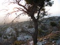 Abandoned tree at Penteli mountain Athens Greece