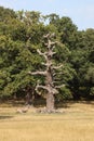 Abandoned tree at Richmond park