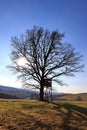 An abandoned tree stands in the middle of a meadow in the sunshine 2 Royalty Free Stock Photo